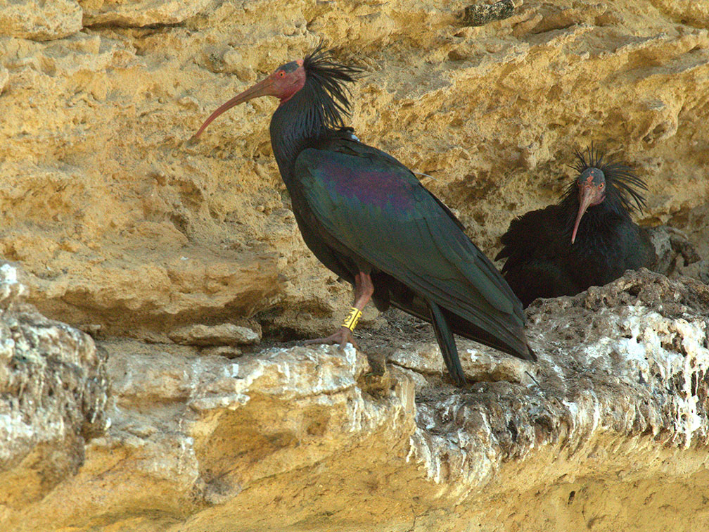 pajaros